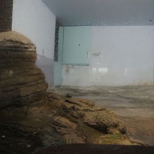 Side area of the penguin exhibit (Nov 10th, 2018)