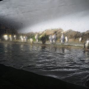 King and gentoo penguin exhibit (Nov 10th, 2018)