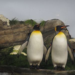 King penguins (Aptenodytes patagonicus), Nov 10th, 2018