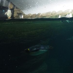 Penguin pool with swimming penguins (Nov 10th, 2018)