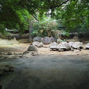 Galapagos giant tortoise indoor exhibit (Nov 10th, 2018)