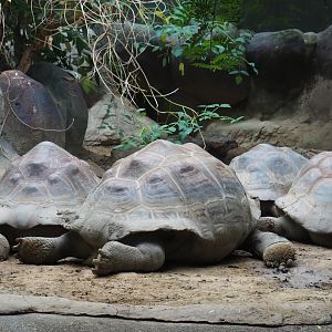 Galapagos giant tortoises (Chelonoidis nigra), Nov 10th, 2018