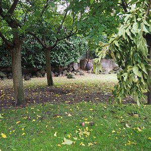 Galapagos giant tortoise outdoor paddock (Nov 10th, 2018)