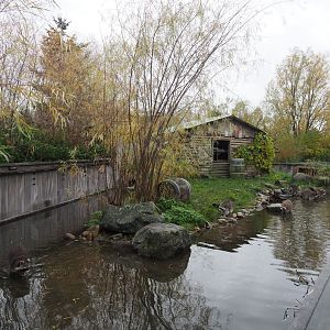 Raccoon exhibit (Nov 10th, 2018)