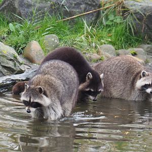 Gang of raccoons (Procyon lotor), Nov 10th, 2018