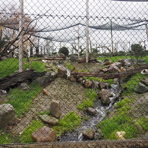 Arctic fox exhibit (Nov 10th, 2018)