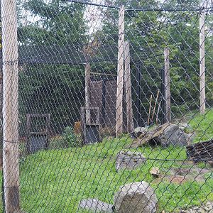 Arctic fox separation cage (Nov 10th, 2018)