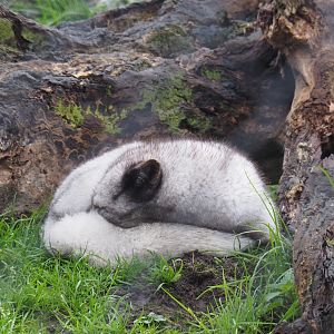 Arctic fox (Vulpes lagopus), Nov 10th, 2018