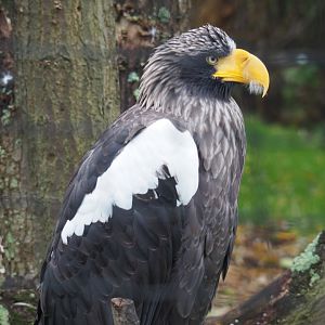 Steller's sea eagle (Haliaeetus pelagicus), Nov 10th, 2018