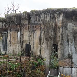 Polar bear holding building (Nov 10th, 2018)