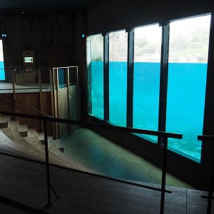 Polar bear underwater view (Nov 10th, 2018)