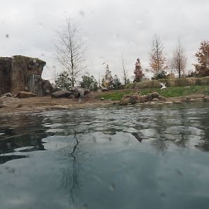 Second polar bear exhibit (Nov 10th, 2018)