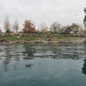 Second polar bear exhibit (Nov 10th, 2018)