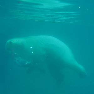 Diving polar bear (Ursus maritimus), Nov 10th, 2018