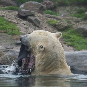 Polar bear (Ursus maritimus) with piece of skin (Nov 10th, 2018)