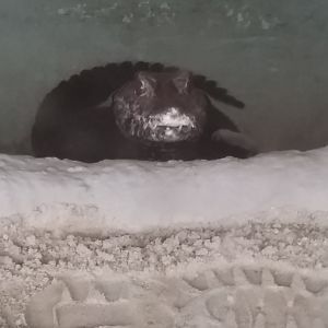 Dwarf caiman in rainforest