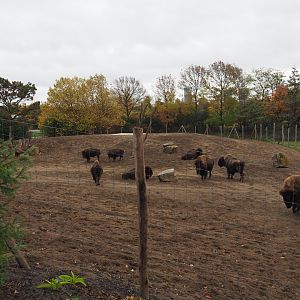 Main American plains bison paddock (Nov 10th, 2018)