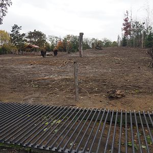 American plains bison paddock (Nov 10th, 2018)