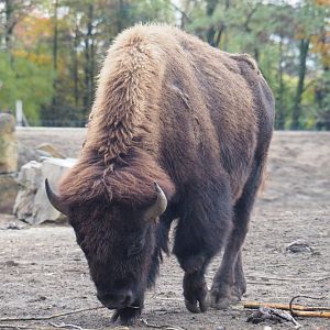 American plains bison (Bison bison bison), Nov 10th, 2018