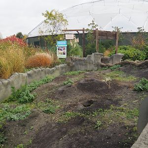 Black-tailed prairie dog walkthrough exhibit (Nov 10th, 2018)