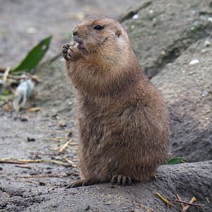 Black-tailed prairie dog (Cynomys ludovicianus), Nov 10th, 2018