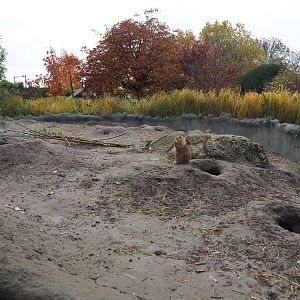 Black-tailed prairie dog walkthrough exhibit (Nov 10th, 2018)