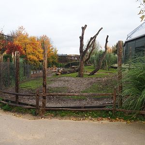 Vicuna - Darwin's rhea paddock (Nov 10th, 2018)