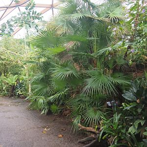 View in Amazonica (Nov 10th, 2018)