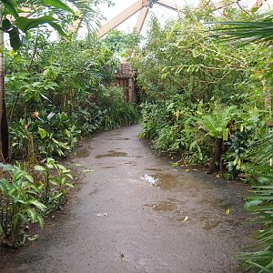 Pathway in Amazonica (Nov 10th, 2018)