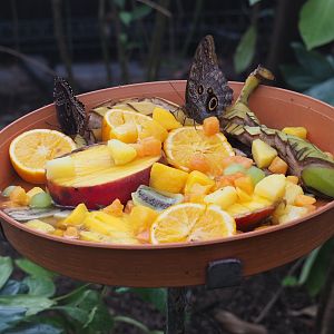 Butterfly fruit feeding dish (Nov 10th, 2018)