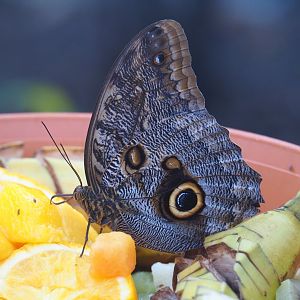 Forest giant owl butterfly (Caligo eurilochus), Nov 10th, 2018