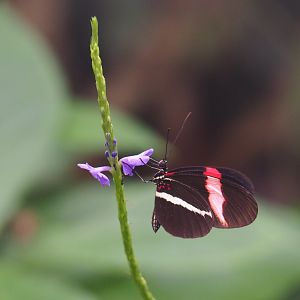 Red postman (Heliconius erato) on blue porterweed (Stachytarpheta jamaicensis), Nov 10th, 2018