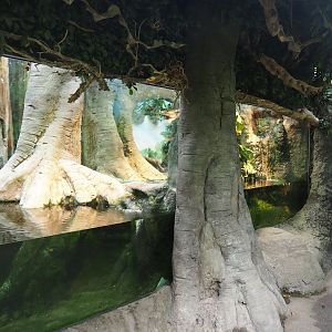 Yellow anaconda terrarium (Nov 10th, 2018)