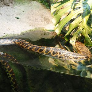 Yellow anaconda (Eunectes notaeus)