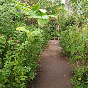 Pathway in Amazonica (Nov 10th, 2018)