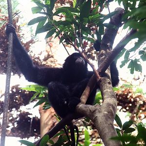 Siamang