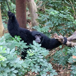 Siamang