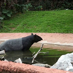 Malayan tapir