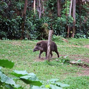 South American tapir exhibit