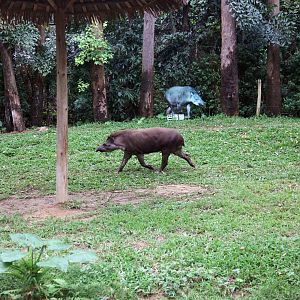 South American tapir exhibit