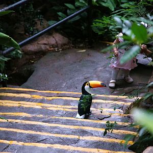 Toco toucan inside the free-flight aviary
