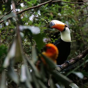 Toco toucan