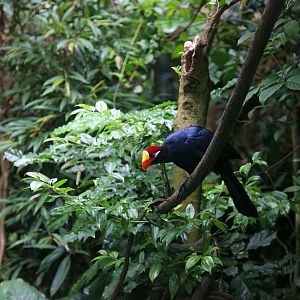 Violet turaco inside the free-flight aviary