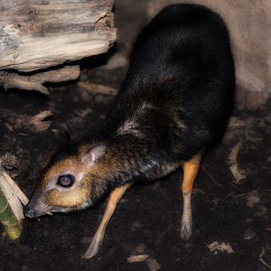 Philippine Mouse Deer