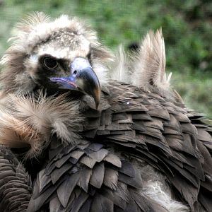 European Black Vulture