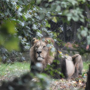 Male Asiatic Lion