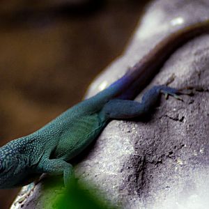 Blue Anole