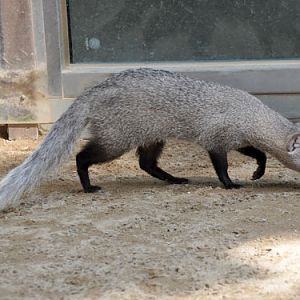 Ichneumia albicauda at Samjung "The Park" Zoo - uploaded on behalf of alexkant