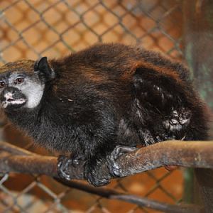 Saguinus inustus at Bioparque Los Ocarros - uploaded on behalf of alexkant