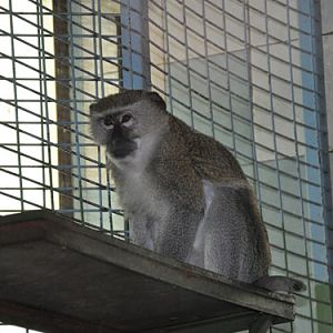 Chlorocebus cynosuros at Gradina Zoologica Bucuresti - uploaded on behalf of alexkant